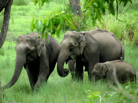 Assam Launches ‘HaatiApp’ to Facilitate Human-Elephant Coexistence